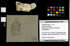 Foto (Objekt + Etiketten) von Culmenformosa sp. 